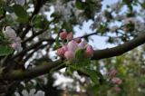 Apple Blossom