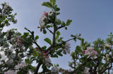 More blossom