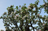 More blossom