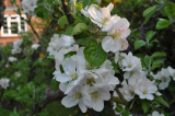 More blossom